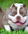 KING KOOPA Pocket Bully Stud — 2X-Venom — Top Producer