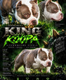 King Koopa Pocket Bully Stud Service
