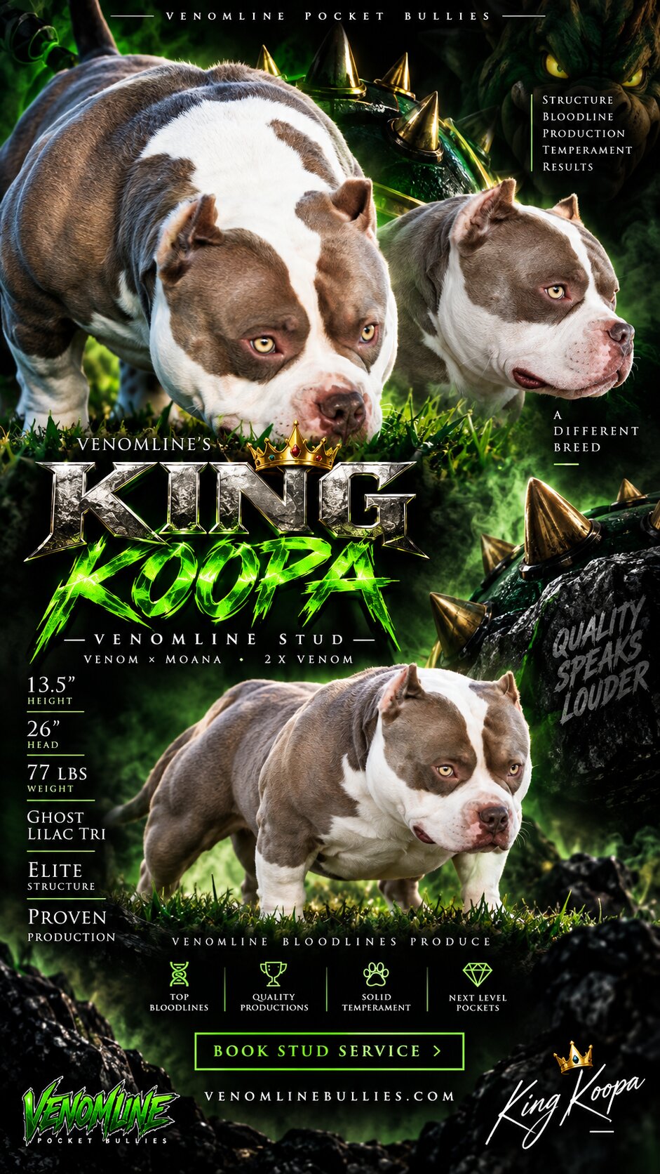 King Koopa Pocket Bully Stud Service