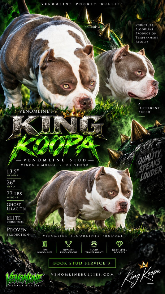 King Koopa Pocket Bully Stud Service