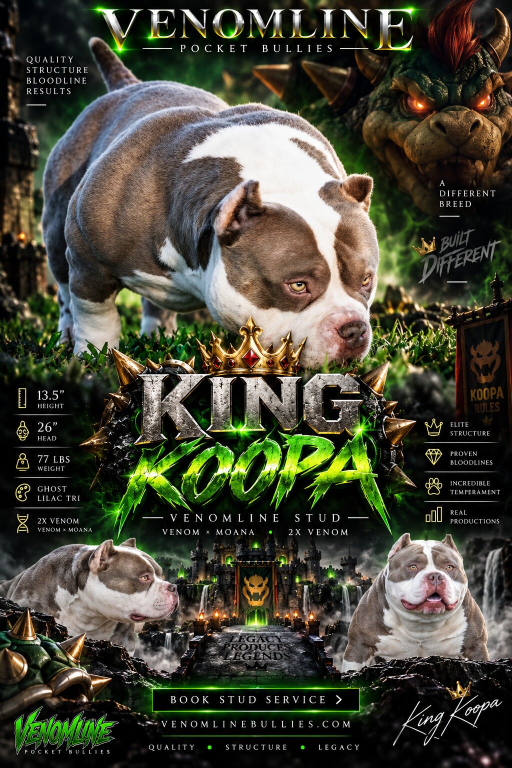 King Koopa Pocket Bully Stud Service