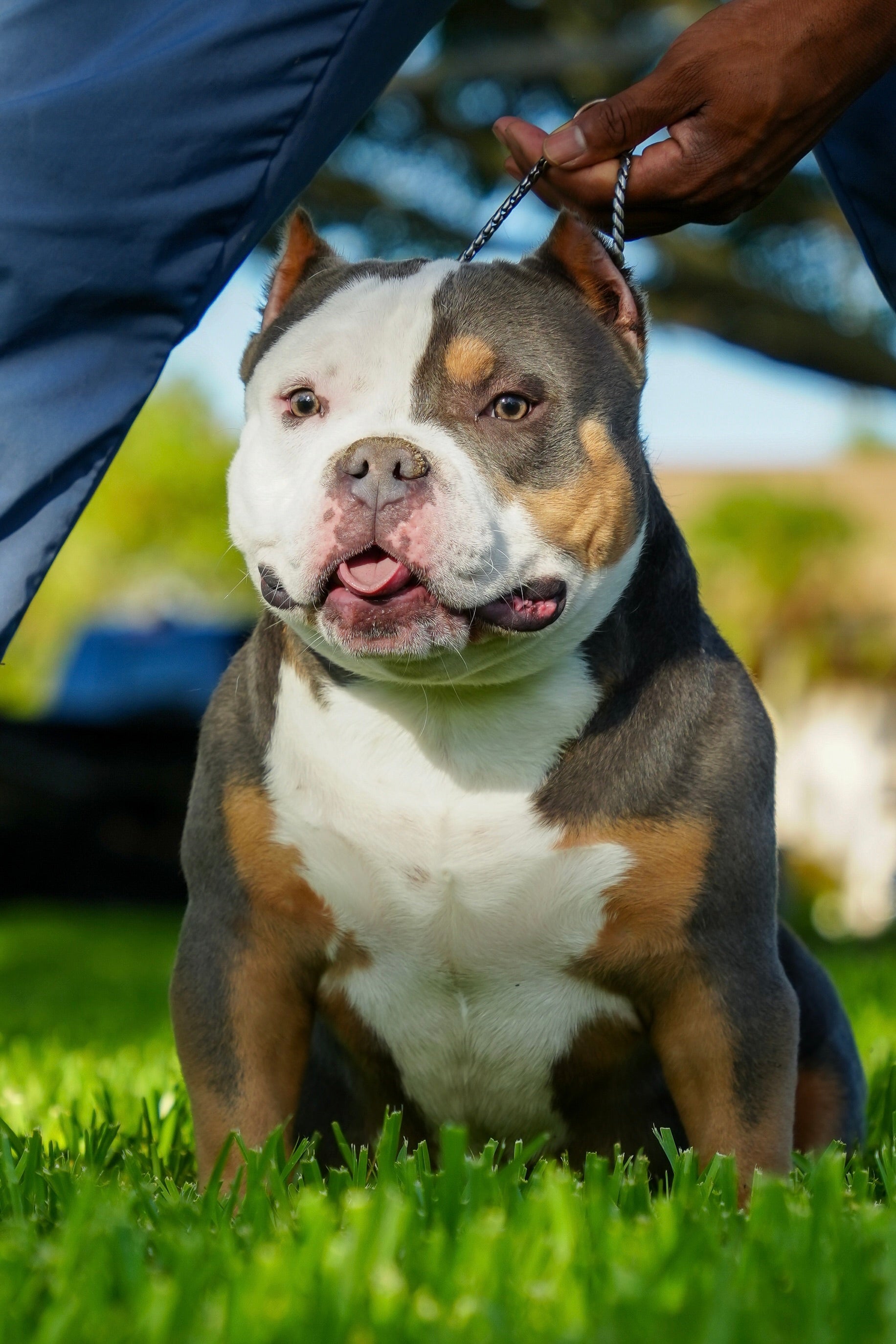 Tri Blue Nose Blue Bully Pitbull Puppies Bully Puppies Bully Dog