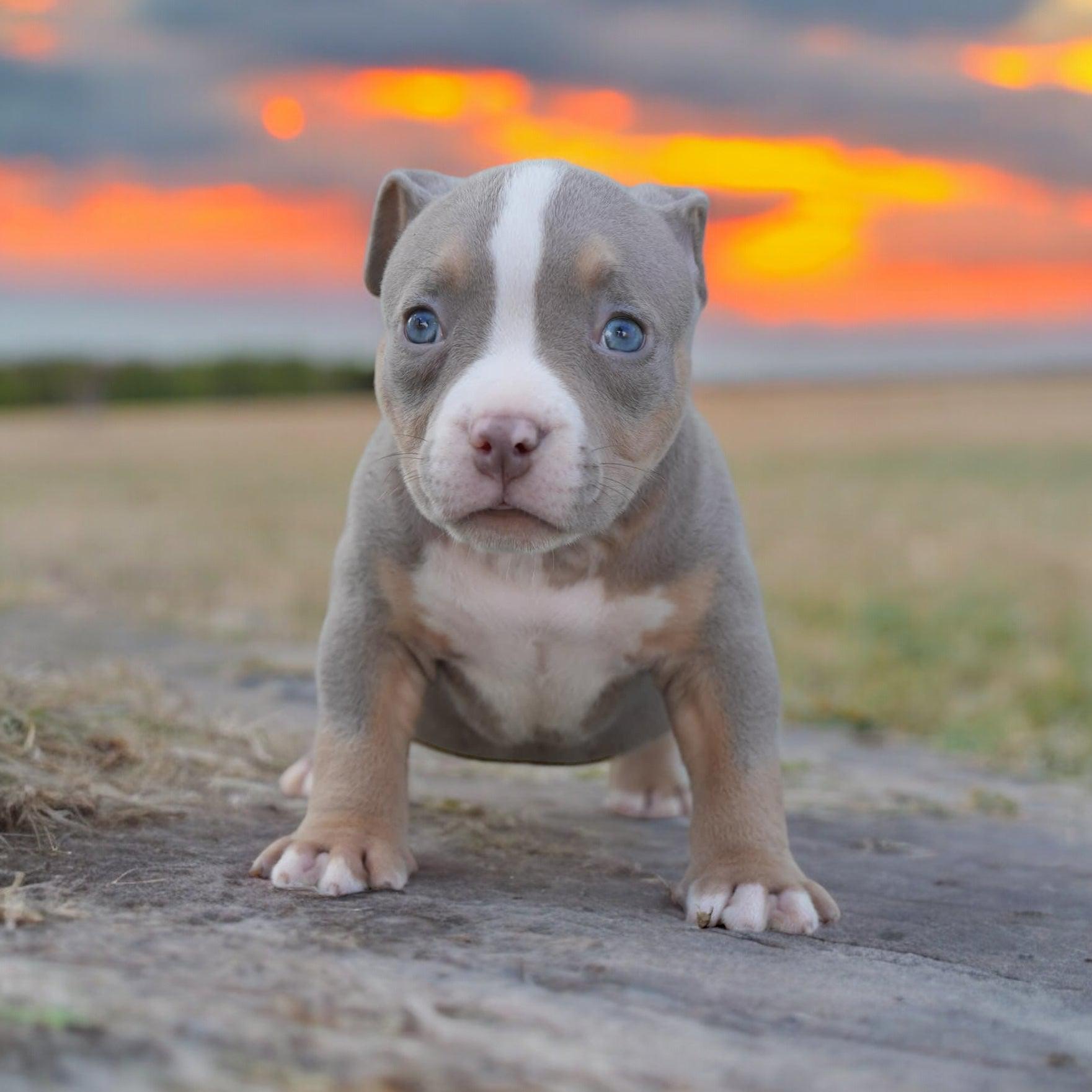 Venomline | American Bully Puppies For Sale