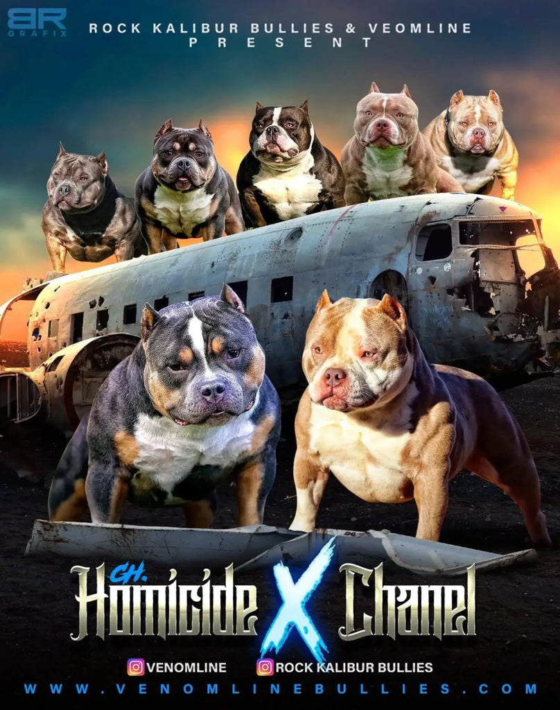 Reserve Pocket Bully Puppy | American Bully Puppies for Sale – Venomline - Venomline Pocket Bully Breeders