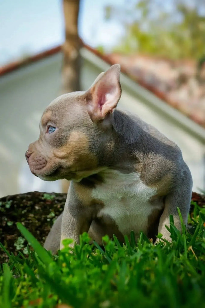 Reserve Pocket Bully Puppy | American Bully Puppies for Sale – Venomline - Venomline Pocket Bully Breeders