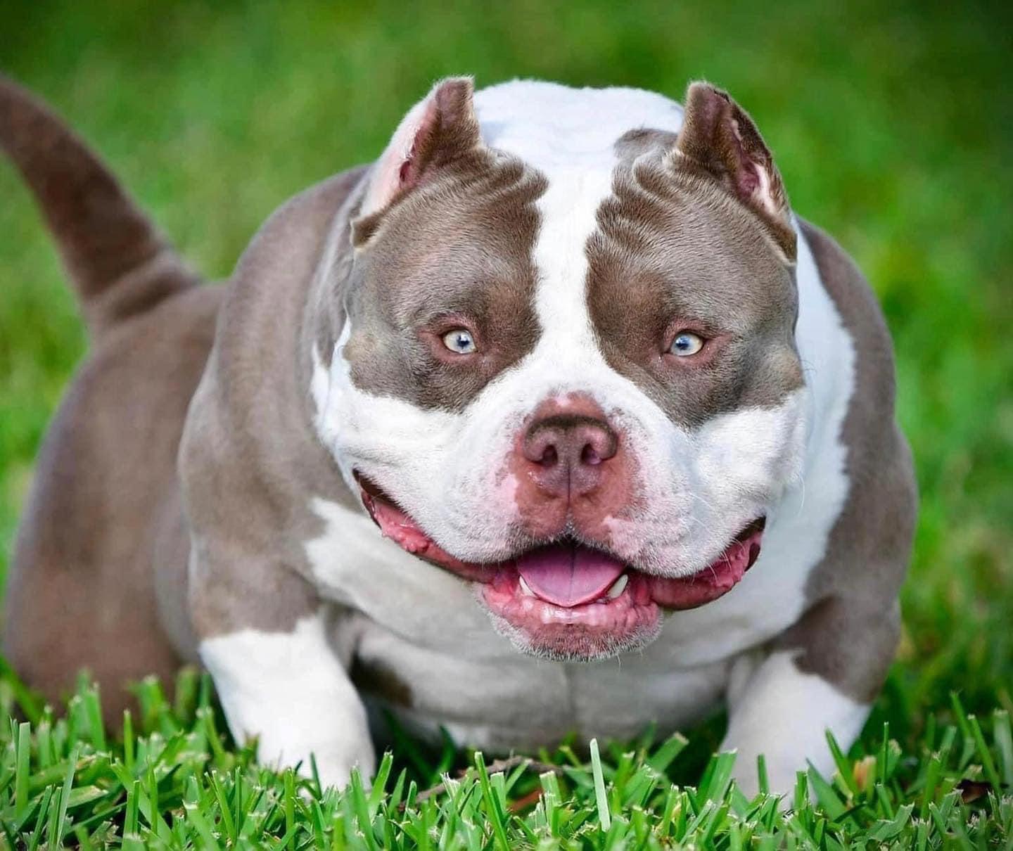 Venomline | American Bully Puppies For Sale