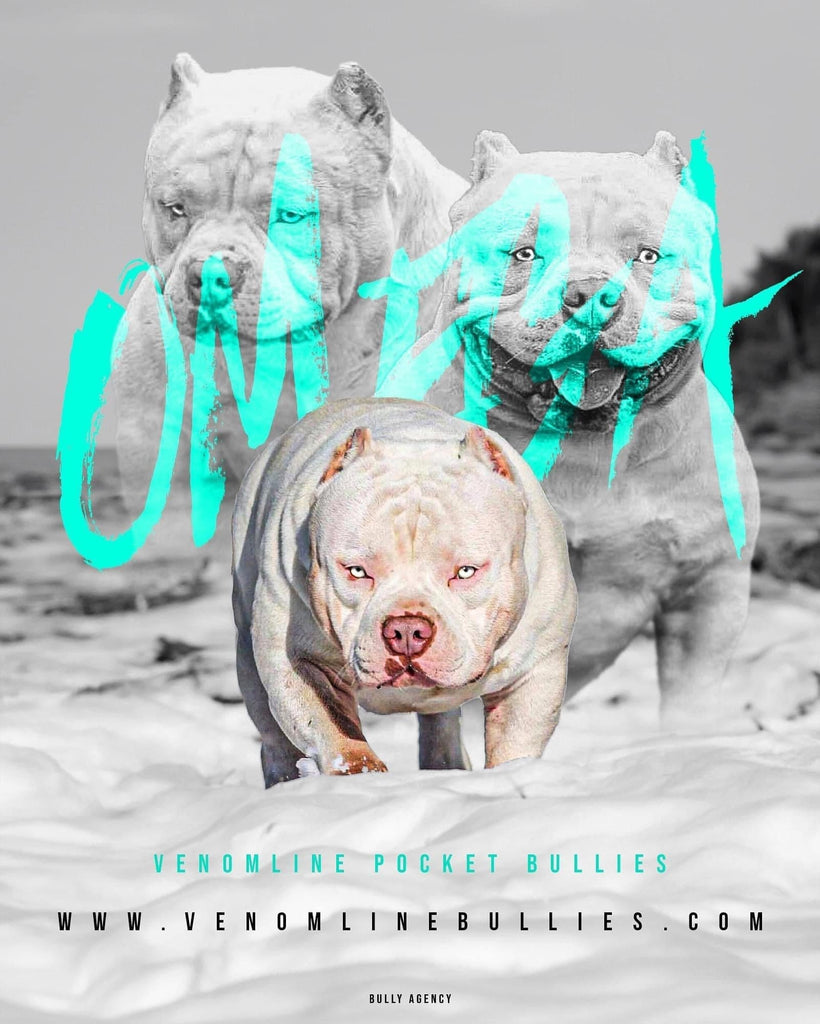 Stud Service | Deposit to Reserve | Pocket Bully Studs