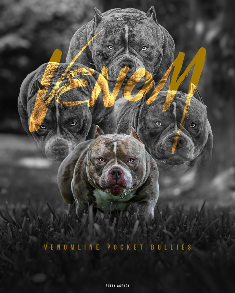 Stud Service | Deposit to Reserve | Pocket Bully Studs