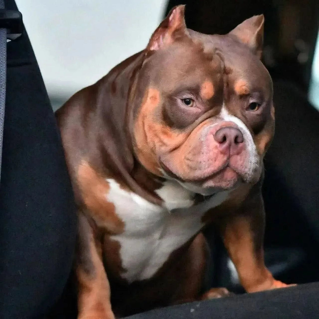 Stud Service | Deposit to Reserve | Pocket Bully Studs