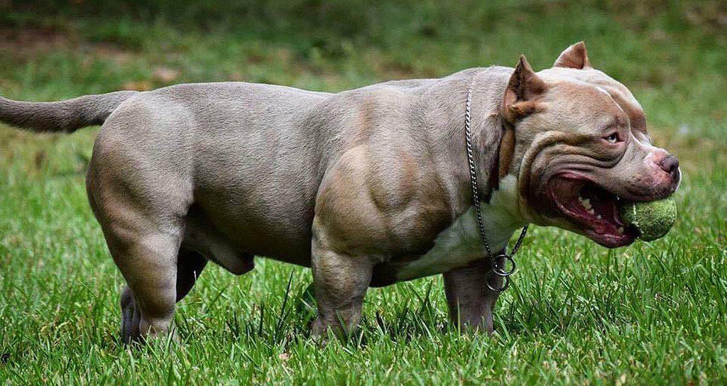 Stud Service | Deposit to Reserve | Pocket Bully Studs