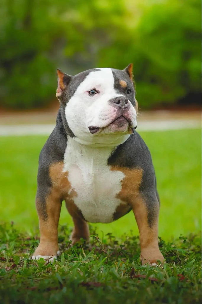 Stud Service | Deposit to Reserve | Pocket Bully Studs