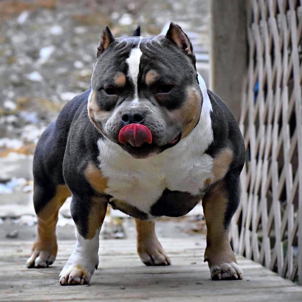 Stud Service | Deposit to Reserve | Pocket Bully Studs