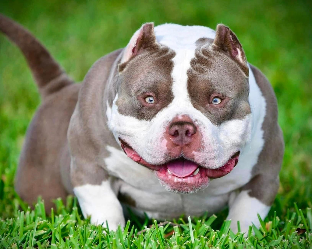 Stud Service | Deposit to Reserve | Pocket Bully Studs