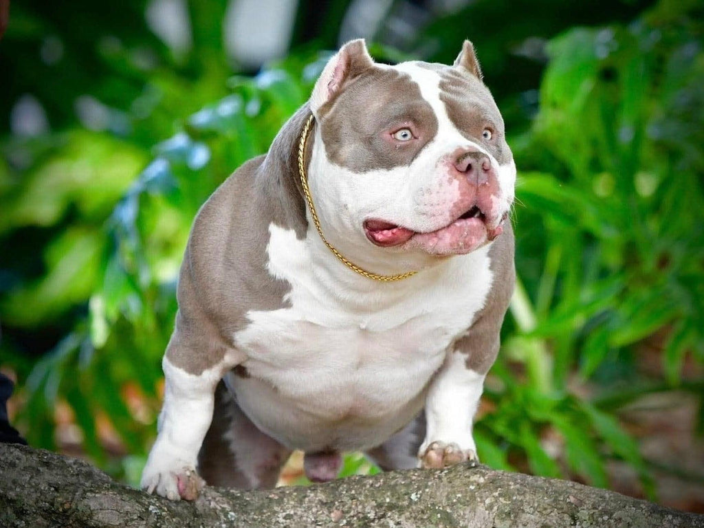 Stud Service | Deposit to Reserve | Pocket Bully Studs