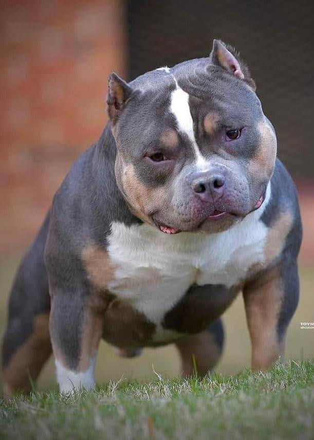 Stud Service | Deposit to Reserve | Pocket Bully Studs