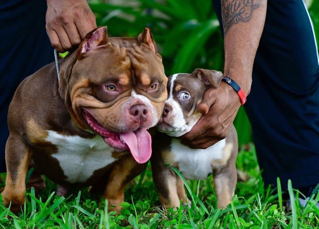 Stud Service | Deposit to Reserve | Pocket Bully Studs