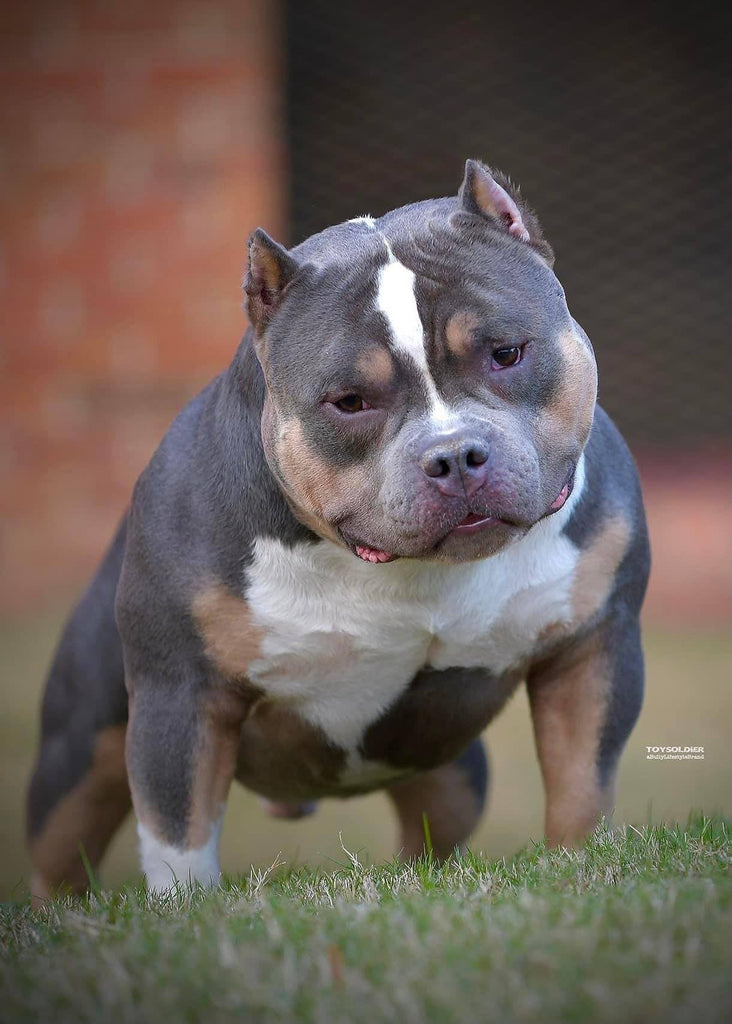 Stud Service | Deposit to Reserve | Top Pocket Bully Studs | Uno