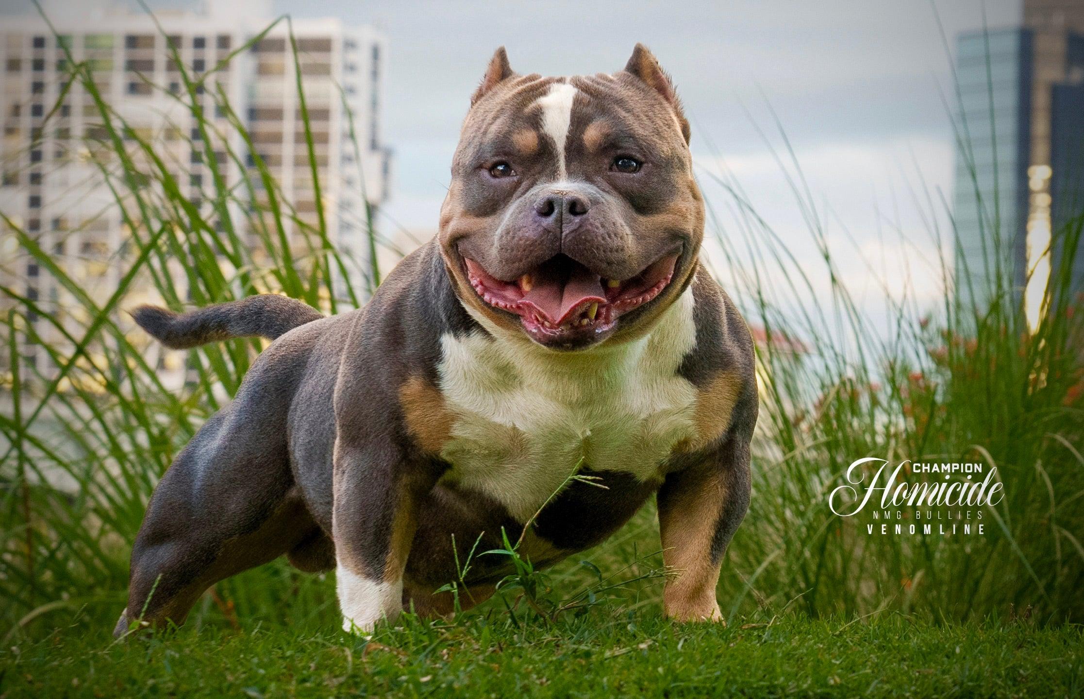 American bully tricolor online chocolate