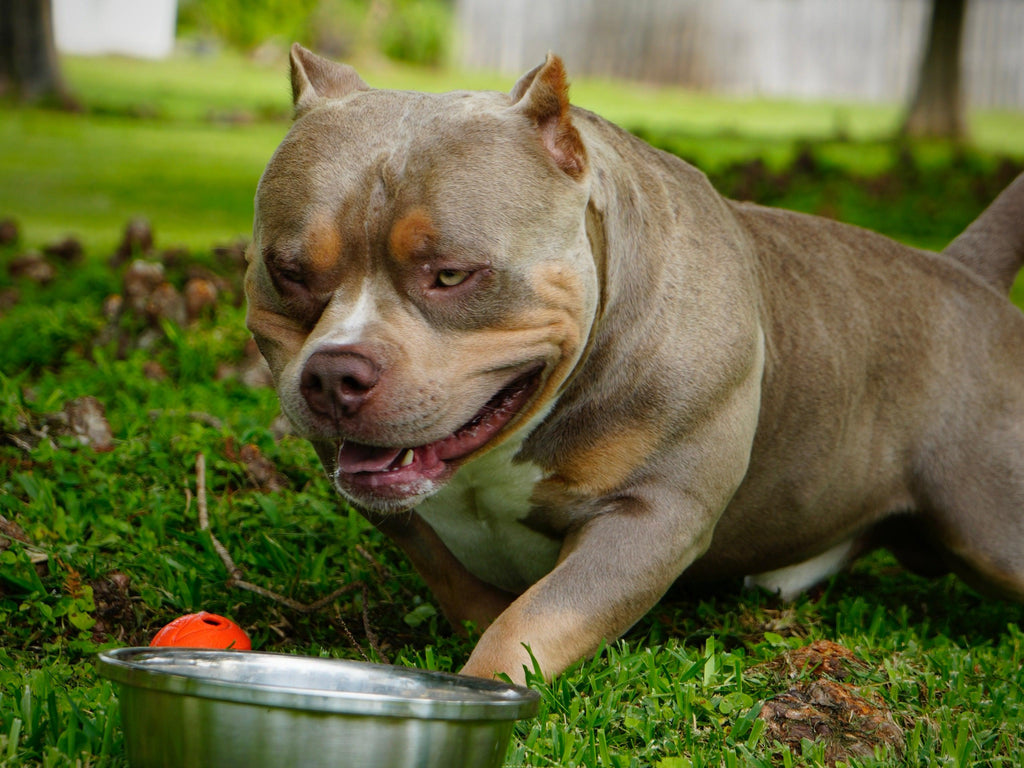 Stud Service | Stud Fee | Stud Credits | Paid in Full Discount | American Bully Studs