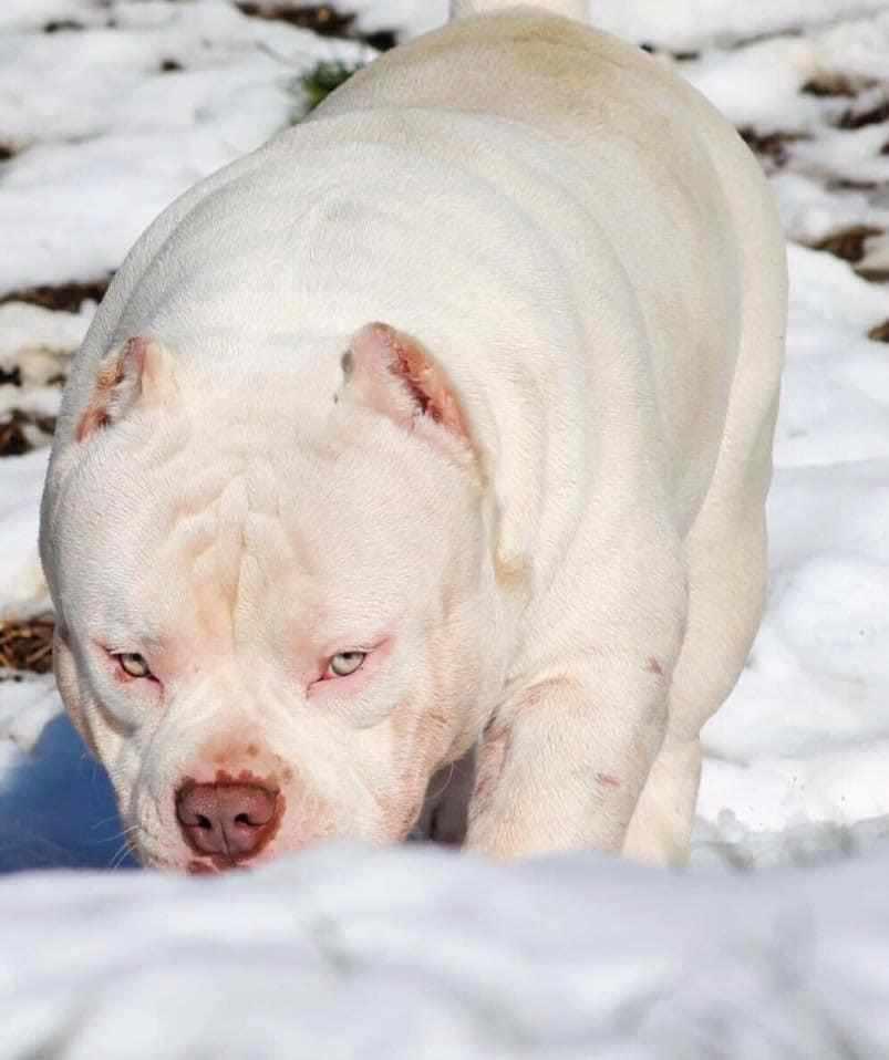 Stud Service | Stud Fee | Stud Credits | Paid in Full Discount | American Bully Studs