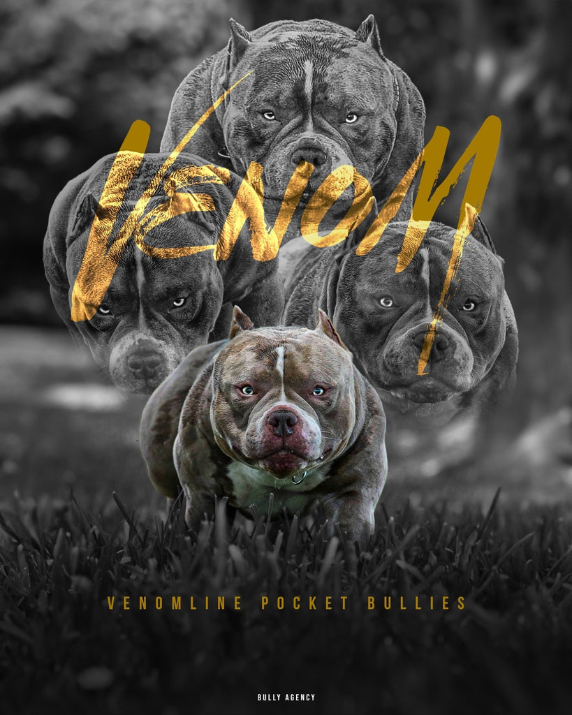 Stud Service | Stud Fee | Stud Credits | Paid in Full Discount | American Bully Studs