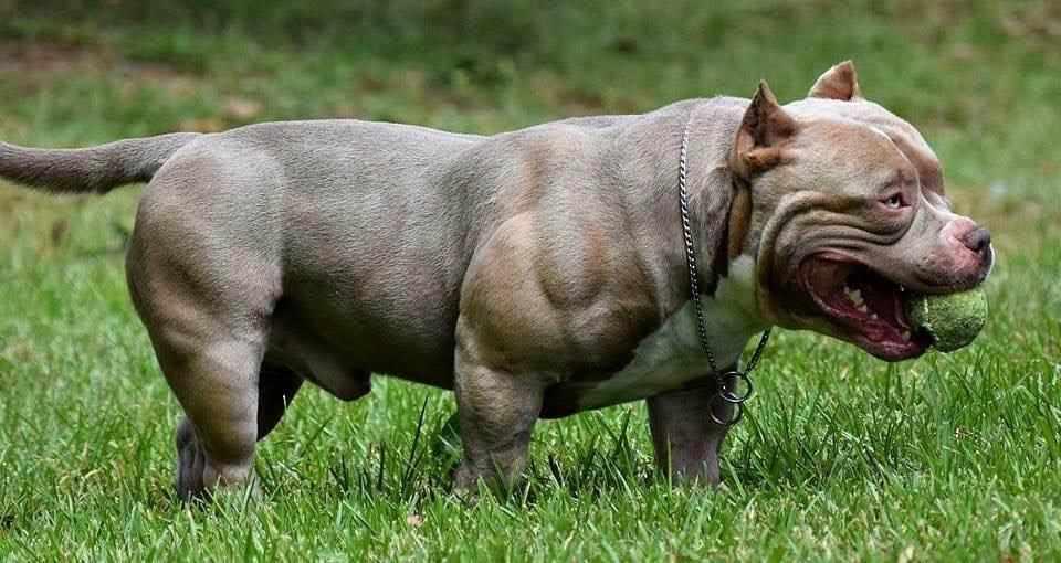 Stud Service | Stud Fee | Stud Credits | Paid in Full Discount | American Bully Studs