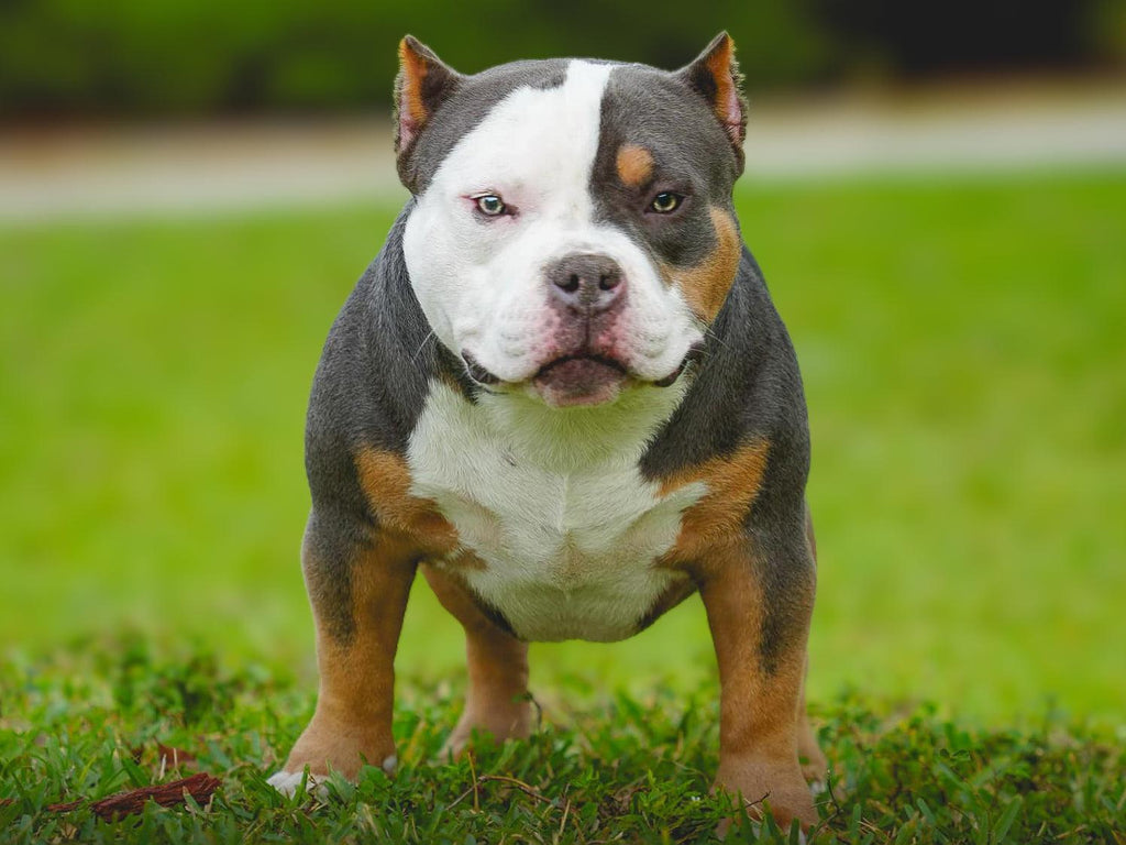 Stud Service | Stud Fee | Stud Credits | Paid in Full Discount | American Bully Studs