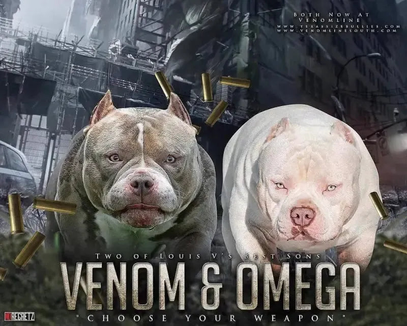 Stud Service | Deposit to Reserve | Pocket Bully Studs
