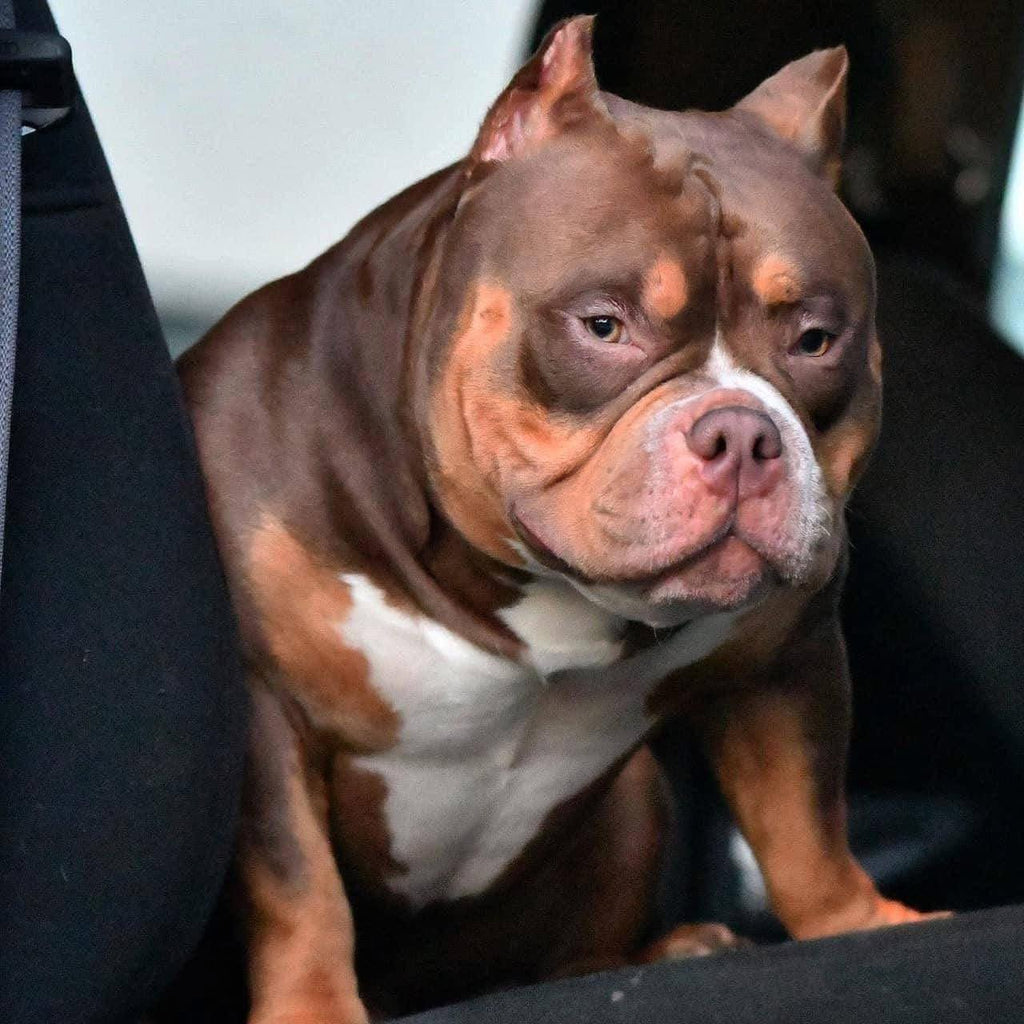 Stud Service | Stud Fee | Stud Credits | Paid in Full Discount | American Bully Studs