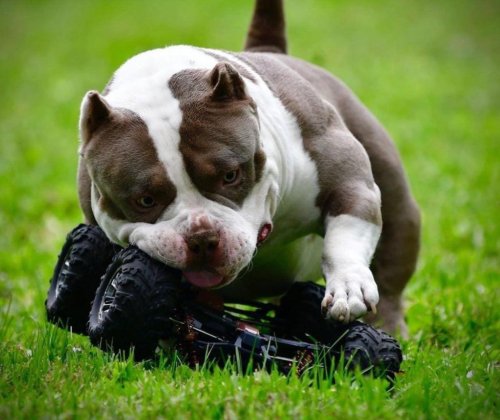 Stud Service | Stud Fee | Stud Credits | Paid in Full Discount | American Bully Studs