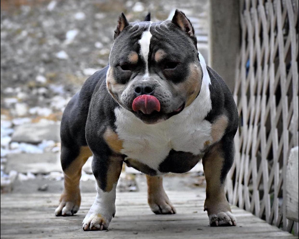 Stud Service | Stud Fee | Stud Credits | Paid in Full Discount | American Bully Studs