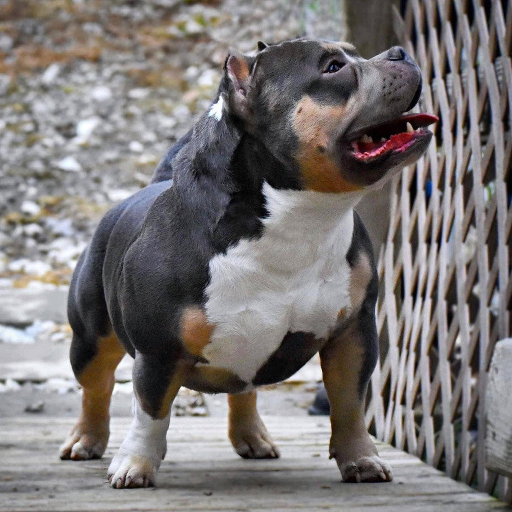 Stud Service | Stud Fee | Stud Credits | Paid in Full Discount | American Bully Studs