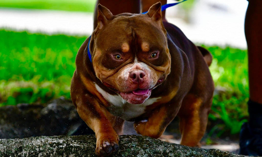 Stud Service | Stud Fee | Stud Credits | Paid in Full Discount | American Bully Studs