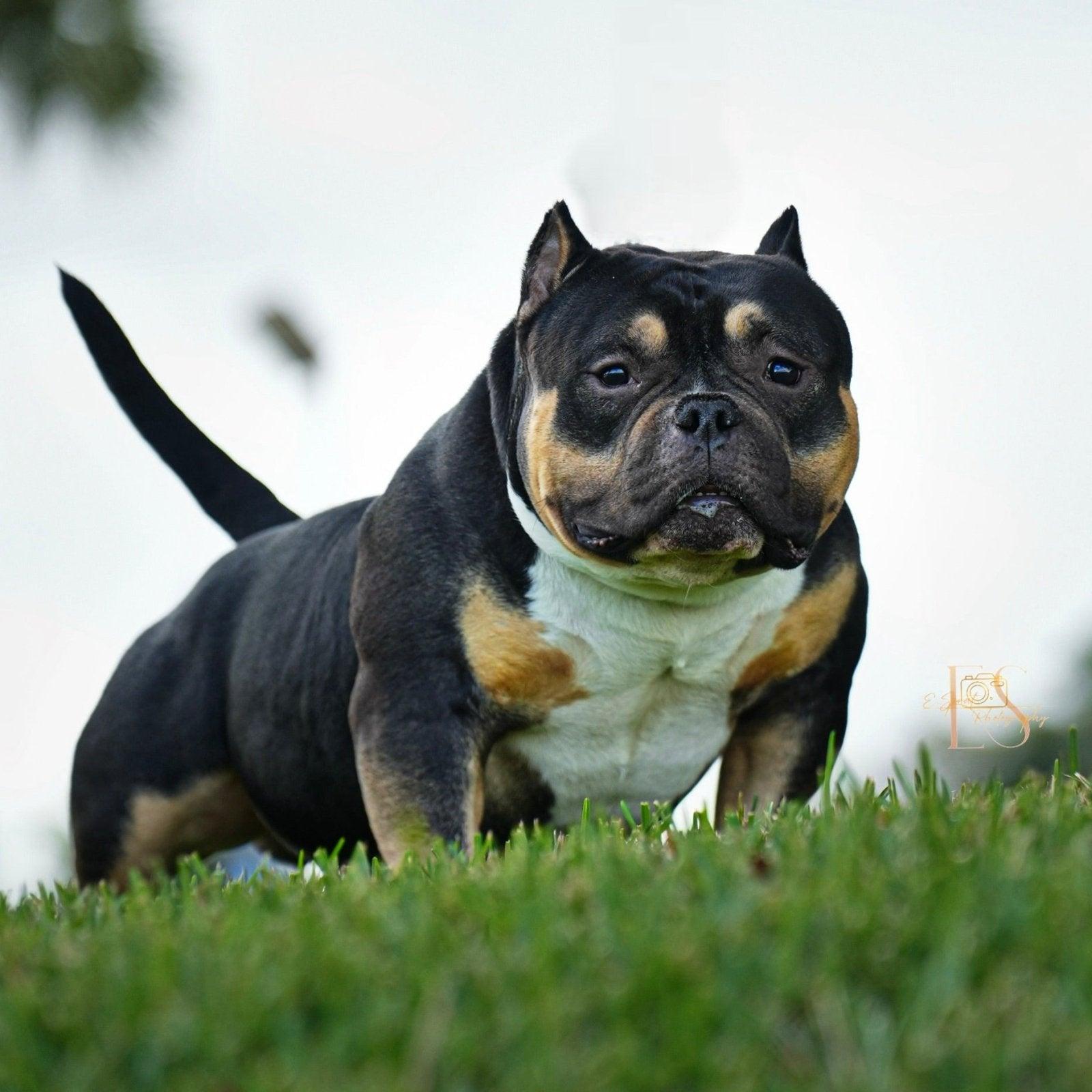 Black Mamba “Kobe” – Venomline Pocket Bully Stud Service – Venomline Pocket Bullies