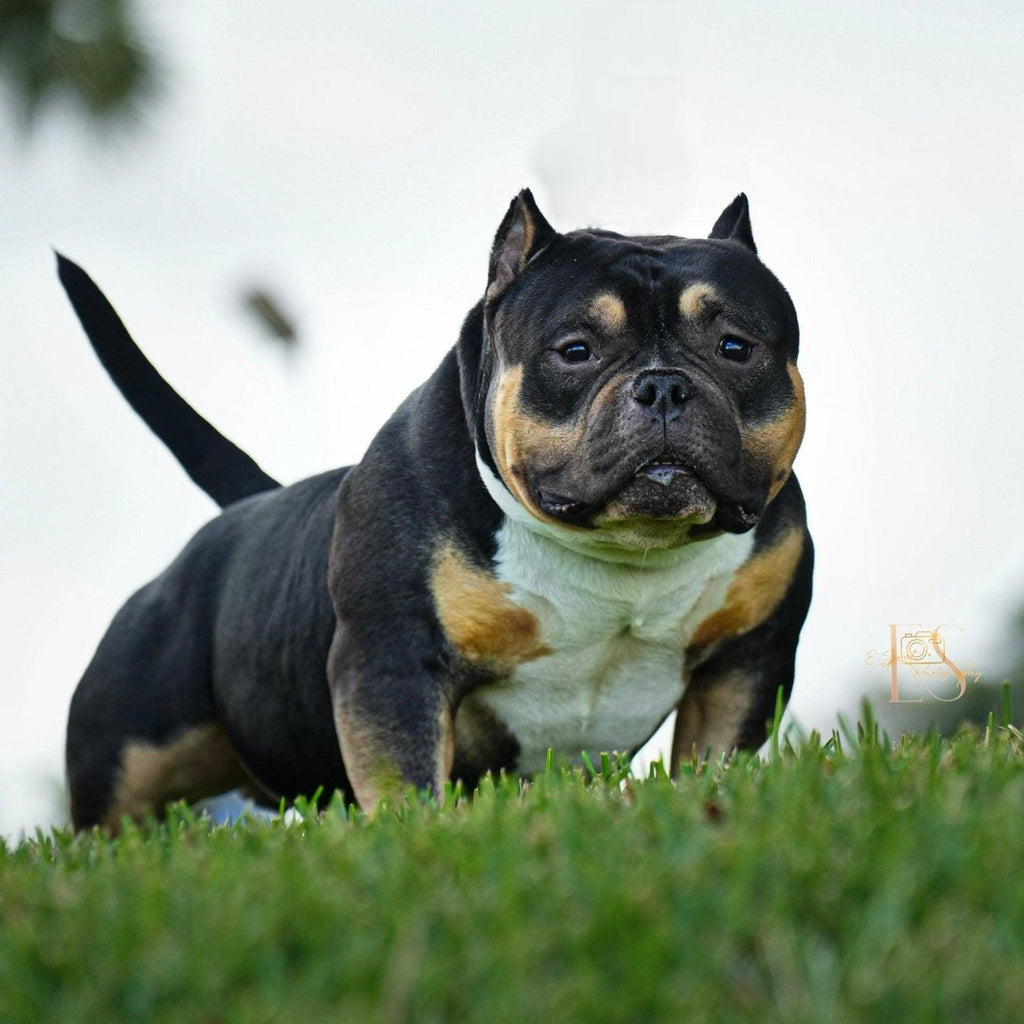 Black Mamba “Kobe” – Venomline Pocket Bully Stud Service – Venomline Pocket Bullies