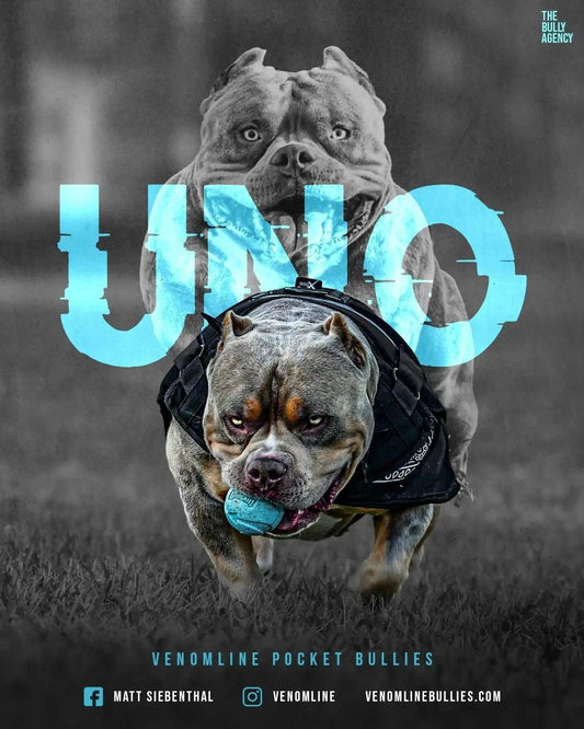 RKB Venomline’s UNO — Lilac Tri Pocket American Bully stud with compact structure