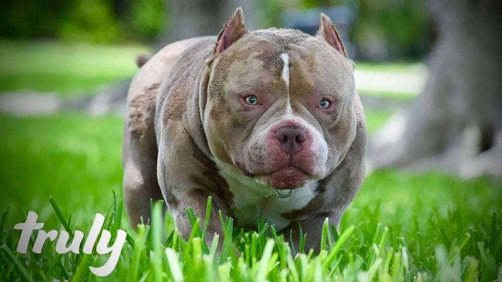 American Bully Stud Credit | Pay in Full & Save | Venomline