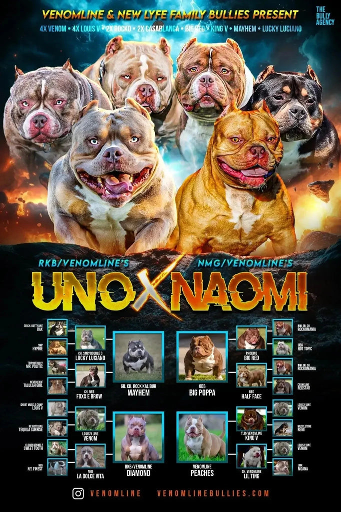 Venomline breeding 2025 – UNO × Naomi Pocket Bully puppies for sale – 4X Venom and 2X GrCh Rockomania bloodline American Bully pedigree