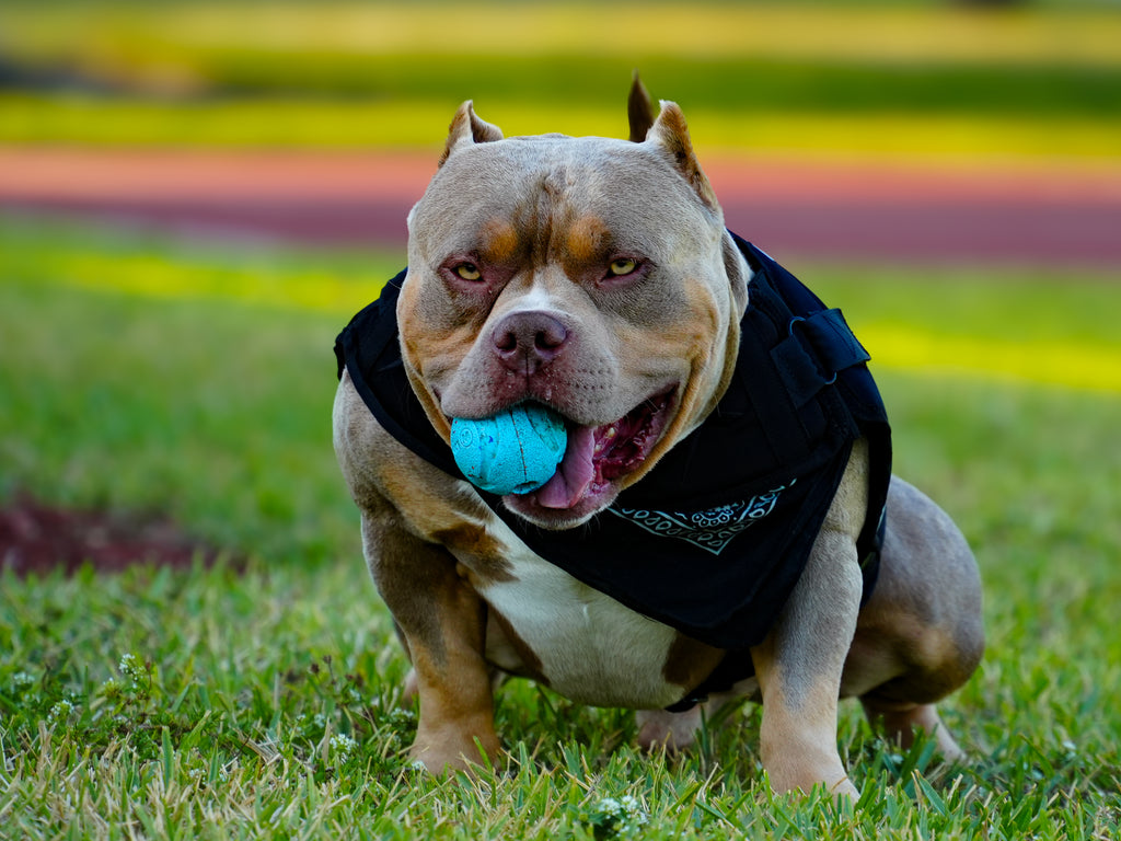 Venomline's Uno, Top American Bully Studs 2025