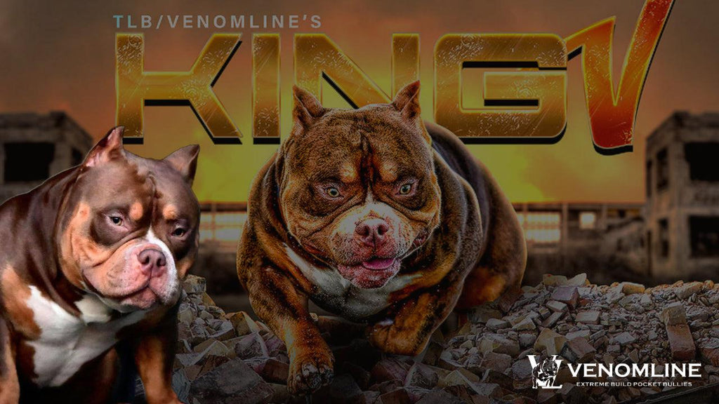 Venomline's King V Stud Credit | Paid In Full Discount