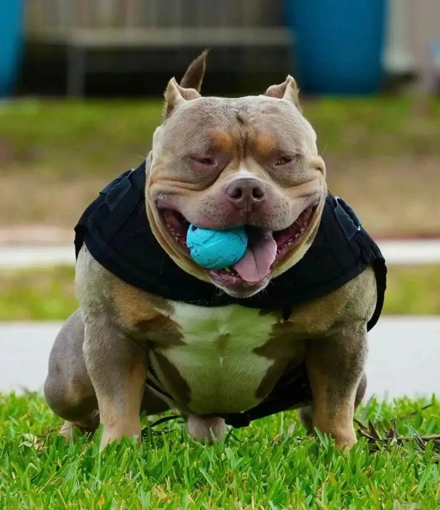 Venomline's Uno Stud Credit | Paid In Full Discount - Venomline Pocket Bully Breeders