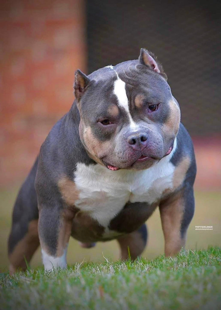 ABKC Champion HCB’s Homicide — proven American Bully stud producing 25+ Champions and 15+ Grand Champions, compact Pocket Bully with extreme head and muscle