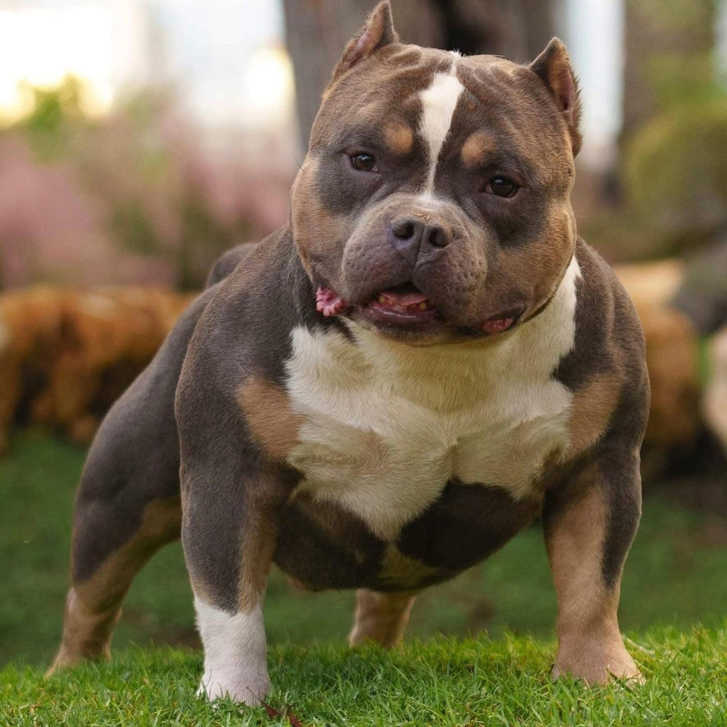 ABKC Champion HCB’s Homicide — proven Pocket Bully stud, sire of 25+ Champions and 15+ Grand Champions, featured in Venomline’s 2025 upcoming breedings