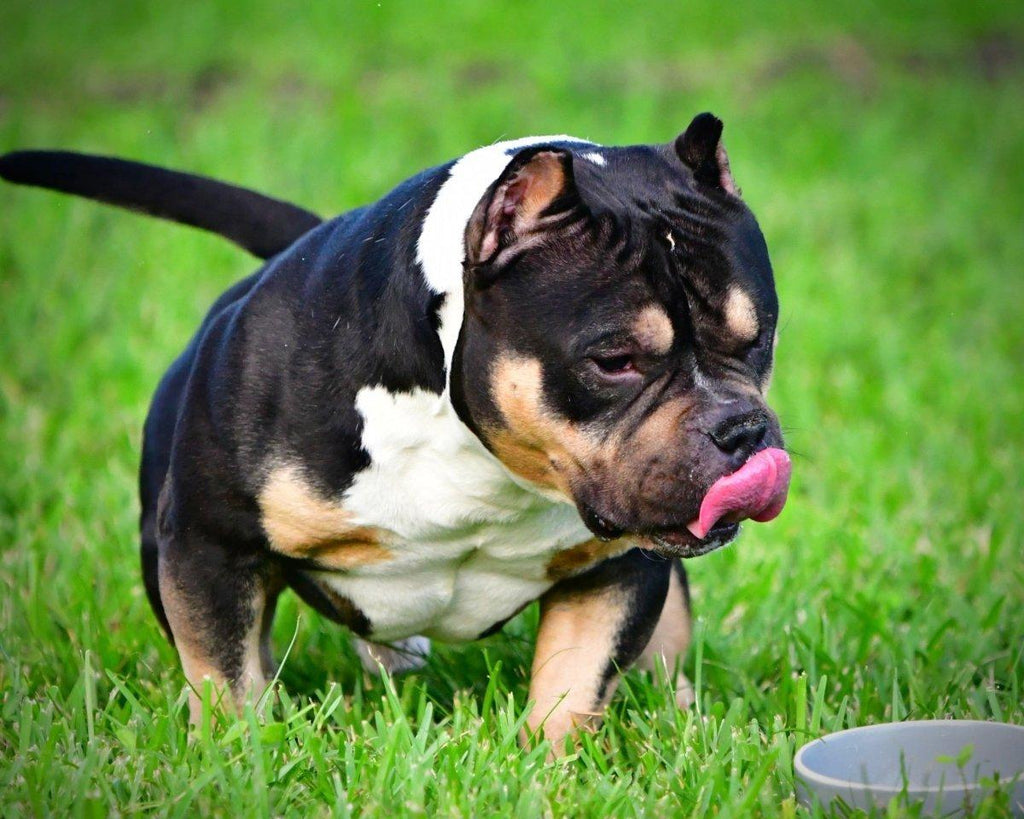 American Bully Stud Credit | Pay in Full & Save on Venomline’s Top Studs | Pocket Bully | American Bully Studs & Puppies for Sale | Venomline