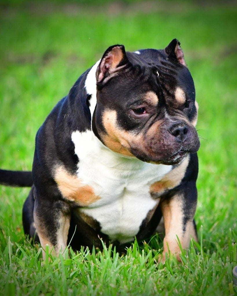 American Bully Stud Credit | Pay in Full & Save on Venomline’s Top Studs | Pocket Bully | American Bully Studs & Puppies for Sale | Venomline