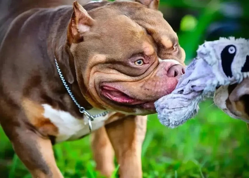 American Bully Stud Deposit – Secure a Proven Venomline Stud Today | Pocket Bully | American Bully Studs & Puppies for Sale | Venomline