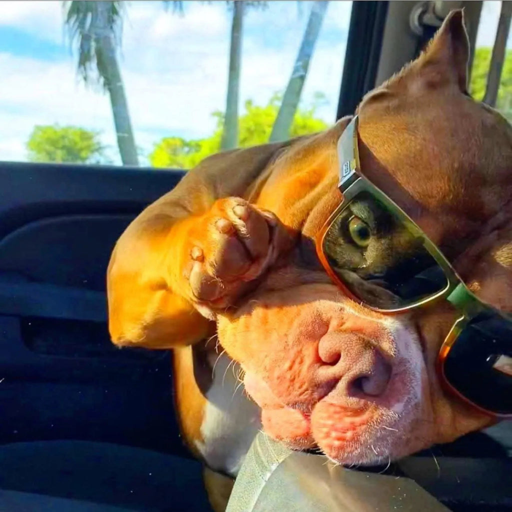 American Bully Stud Service | Reserve Venomline Stud with Deposit | Pocket Bully | American Bully Studs & Puppies for Sale | Venomline