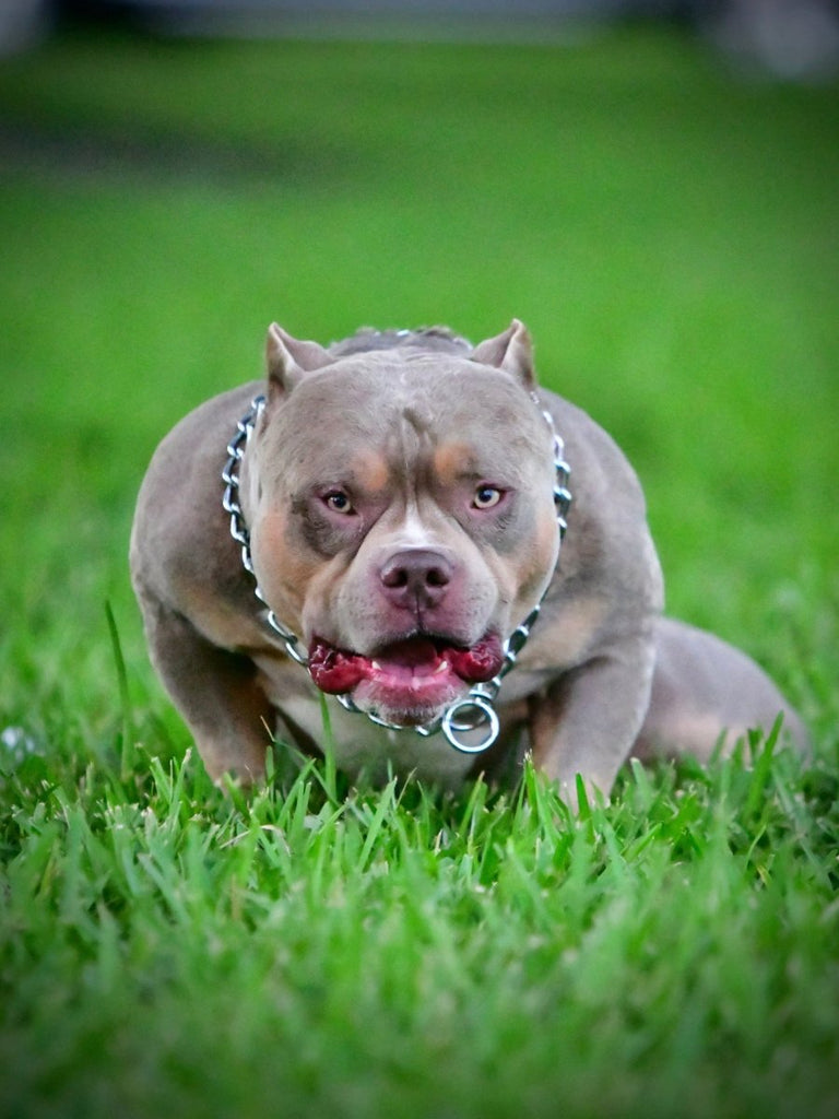 American Bully Stud Service | Secure a Proven Venomline Stud with Deposit | Pocket Bully | American Bully Studs & Puppies for Sale | Venomline
