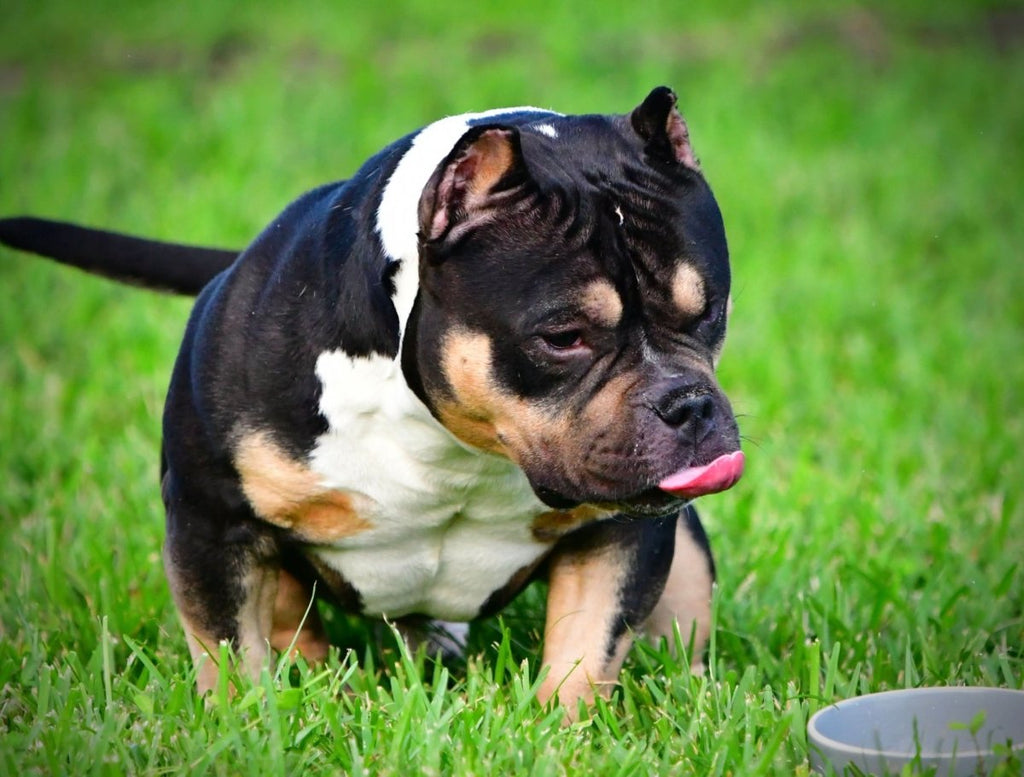 Black Mamba American Bully Stud Service | Paid In Full Discount | Pocket Bully | American Bully Studs & Puppies for Sale | Venomline