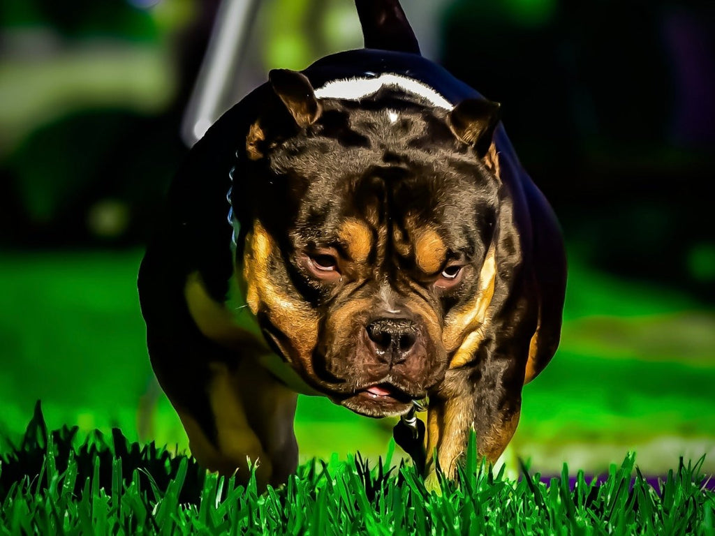 Black Mamba American Bully Stud Service | Paid In Full Discount | Pocket Bully | American Bully Studs & Puppies for Sale | Venomline
